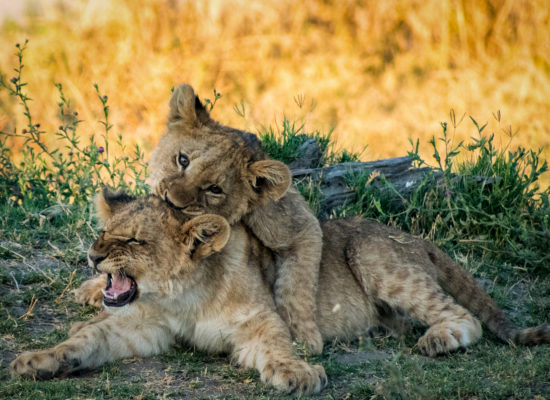 Leeuwen welpen Kruger nationaal park