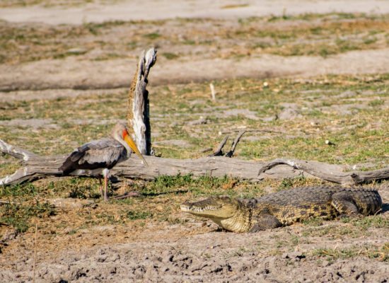 Krokodil en ooievaar Chobe rivier Botswana