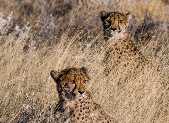 Cheeta's in gras Botswana