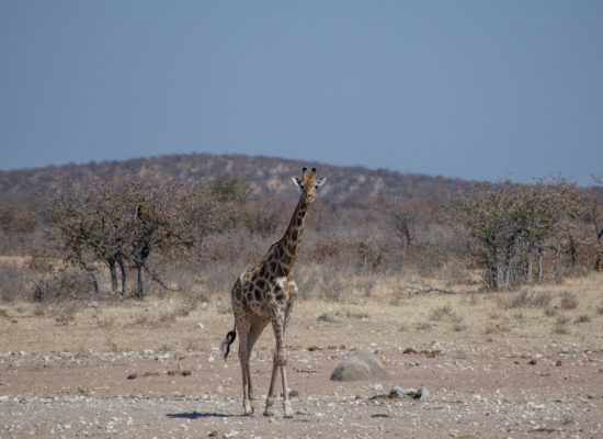 Giraffe Pilanesberg Zuid Afrika