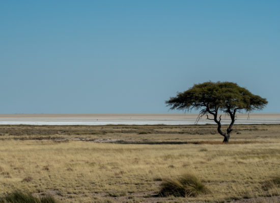 Eenzame boom Etosha pan Namibië