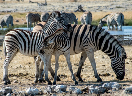 Zebra's drinkplaats Etosha nationaal park Namibië