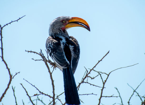Neushoornvogel Nambië