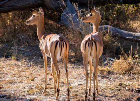Impala's Krugerpark Zuid Afrika