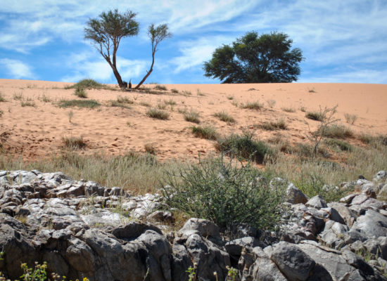 De Kalahari woestijn