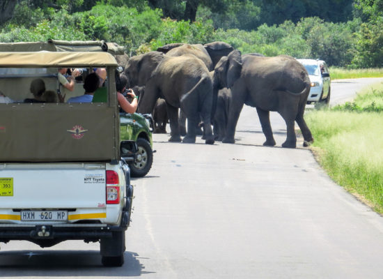 Olifanten op de weg Afrika