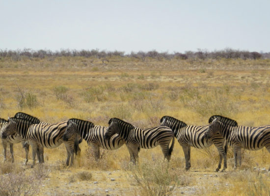 Groepje zebra's op een steppe in Afrika